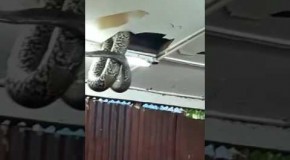Giant Snake In The Restaurant Ceiling