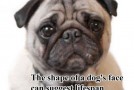 Surprising Facts About Dogs