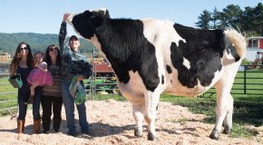 The World’s Tallest Cow