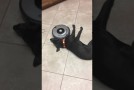 This Lazy Dog Doesn’t Care About The Roomba