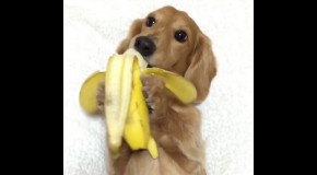 Dachshund Eats Banana Like A Human