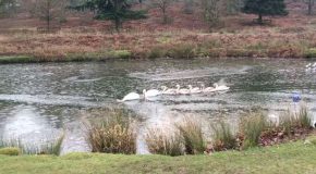 Swan Family Blazes Trail Through Icy Pond