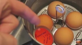 5 Egg Gadgets Put To The Test