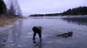 A Moose Getting Rescued From The Ice