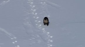 River Otter Sliding Down Snow