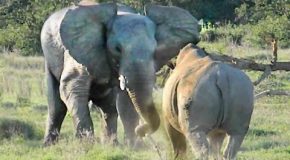 Elephant Shows Rhino Who’s Boss!