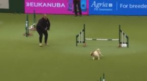 Hilarious Jack Russell Goes Crazy With Excitement At Crufts 2017!