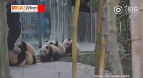 Zookeeper Gets Assaulted By A Cage Full Of Pandas