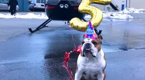 Bentley The Bulldog Celebrates His Fifth Birthday