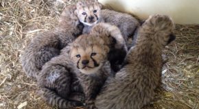 Cheetah Cub B-Roll For Media Use