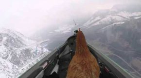 A Chicken Gets To Fulfill Her Lifelong Dream Of Flying