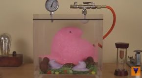 Giant Marshmallow Peep Inside Of A Easter-Filled Vacuum Chamber