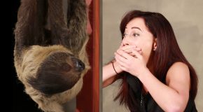 Girl Dying To Meet A Sloth… Meets A Sloth