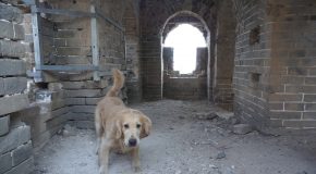 Hiking The Great Wall Of China With My Dog