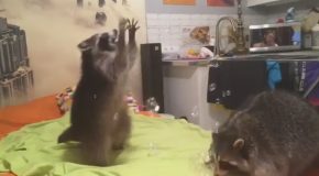 Raccoon Plays With Bubbles