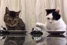 These Cats Are Taking Over The World With Their Polite Manners
