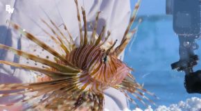 Coyote Peterson gets stung by a lion fish