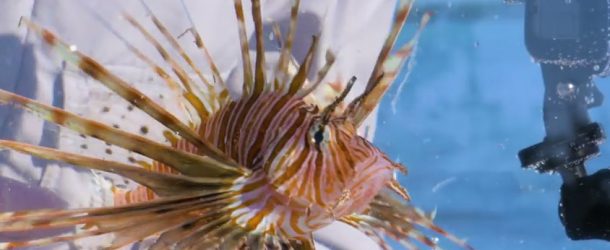Coyote Peterson gets stung by a lion fish