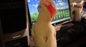 A Clever Little Cockatoo Attempts To Type On The Keyboard
