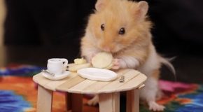 The Tiny Daily Life Of A Hamster