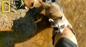 Adorable Raccoon Babies Make Human Friend