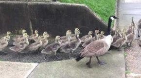 Biggest Mass of Baby Geese Geeslings Ever