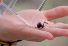 Coyote Peterson Lets a Black Widow Spider Crawl Upon His Bare Hands to Show How Docile They Are