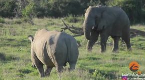Elephant Shows Rhino Who’s Boss!