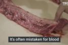 Here Is What That Red Stuff From Meat Really Is (It’s Not Blood)