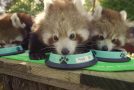 Red Panda Cub Triplets feeding is the cutest thing ever