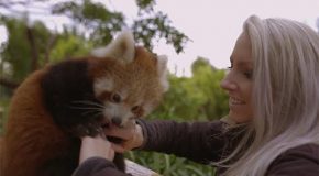 Red Panda Gets Belly Tickles