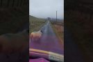Angry Scottish Man Vs Sheep
