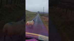 Angry Scottish Man Vs Sheep