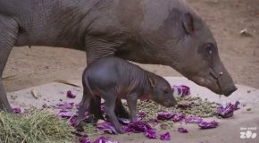 Babirusa Piglet Plays With Mom At The San Diego Zoo