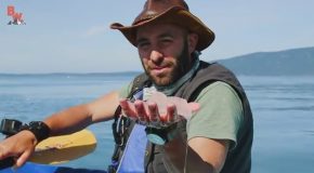 Coyote Peterson Scoops Up a Translucent Moon Jellyfish