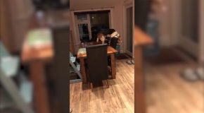 Dog Uses Furniture To Get French Fries