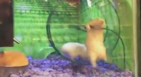 Hyper Hamster Loses His Footing On Exercise Wheel