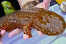 This Salamander Is Just As Cool As It Is Freaky