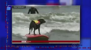 A BBC Anchor’s Indifferent Reading of a Surfing Dog Story