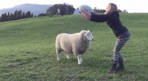 A Playful Sheep With Excellent Coordination