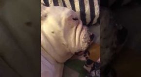 Bulldog Snoring Like A Cartoon Character