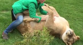 A Big Beautiful Rescued Lioness Enjoys Some Yummy Belly Rubs From Her Favorite Human