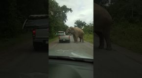 Elephant Searches For Food