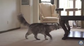 Tallest Cat And Longest Tail Live Together – Guinness World Records