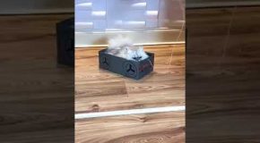 A Big Fluffy Cat Goes For a Ride in a Shoebox Car