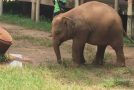 Baby Elephant Trying to Figure Out How to Wear Sandals