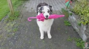 Dog Performs A Graceful Little Dance With A Frilly Pink Umbrella