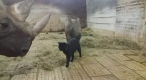 Cat Playing With Rhino