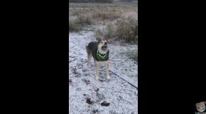 Cute Dog Trying to Catch Snow