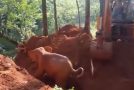 Wild Elephant Salutes The Men Who Rescued Her Baby From A Ditch